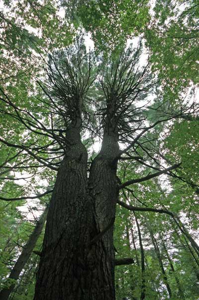 Trees in Burlington Landlocked Forest