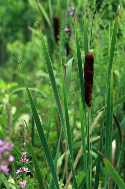 Cat and Nine Tails in Landlocked Forest