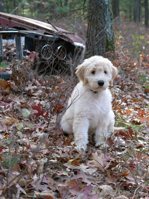 Dog in Landlocked Forest
