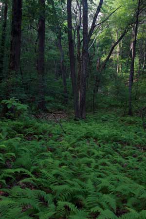 Burlington Landlocked Forest
