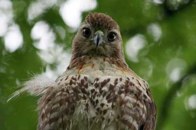 Bird in Burlington