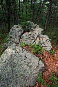 Rocks with a Pine Tree in the Burlington Landlocked Forest