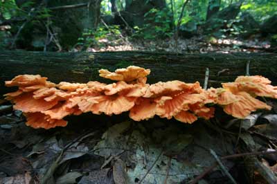 Mushrooms on a log in Landlocked Forest