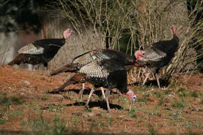 Turkeys in Burlington Landlocked Forest